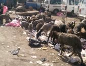 قارئ يشكو من انتشار القمامة والأغنام بمنطقة أرض الملف فى الوراق
