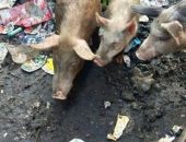 شكوى من تربية الخنازير بمنطقة "الزرايب" وانتشار القمامة ومخلفاتها 