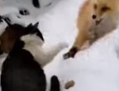 معركة ساخنة بين ثعلب وقط على قطعة سجق في منطقة متجمدة.. فيديو