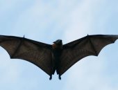 تعليق تطوير منجم للذهب بعد اكتشاف نوع من الخفافيش مهدد بالانقراض بأستراليا