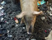 قارئ يناشد المسؤولين بإزالة مزارع الخنازير بمنطقة البراجيل فى الجيزة