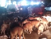 شكوى من انتشار الكلاب الضالة بسبب سوق عشوائى فى القاهرة الجديدة
