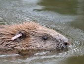 كيف يصنع القندس “درعًا مناخيًا” يحمى الأرض من الكربون؟