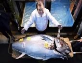 كلام ستات.. بيع سمكة تونة فى مزاد بـ 2 مليون دولار باليابان