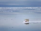 ناسا تحذر من تأثير التغير المناخي فى قتل الدببة القطبية
