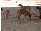 قارئ يشكو من انتشار الكلاب الضالة بمساكن أطلس الحى العاشر بمدينة نصر