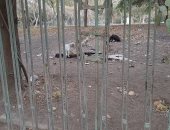 انتشار الكلاب الضالة داخل حديقة الطفل الملحقة بمكتبة مصر العامة بمدينة نصر