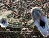 ثعبان غاضب يغرس أنيابه في كاميرا صياد بغابات استراليا.. فيديو
