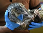 هل تناول الصينيون "آكل النمل الحرشفى" السبب فى فيروس كورونا؟