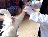 استمرار ذبح الطيور الحية بالشرقية بالمخالفة للقانون.. وتاجر: الزبون عايز كده