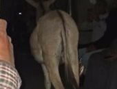 أخبار × 24 ساعة.. السكة الحديد تغرم مزارعا 500 جنيه لاصطحاب حماره فى قطار