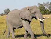  خبراء يحذرون من كارثة عالمية بعد بيع 60 فيلاً وتعريضها للقتل