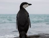 انخفاض أعداد مستعمرات البطاريق فى أنتاركتيكا خلال الـ50 عاما الماضية
