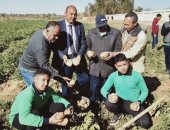 صور .. طلاب مدرسة موط الزراعية بالداخلة يحصدون محصول البطاطس بعد زراعتها بالمدرسة