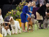 عودة مهرجان الكلاب البريطانى مع إجراءات وقائية من كورونا بعد تأجيله لشهور