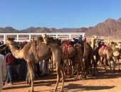 شرم الشيخ تستعد لرابع جولة سباقات هجن مصرية برعاية إماراتية.. متسابقون من كل محافظات مصر يسجلون أسماءهم لخوض منافسات البطولة.. وطوارئ بمضمار المدينة.. ولجان فنية وبيطرية تبدأ استقبال المشاركين.. صور