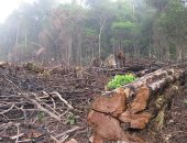 غابات الأمازون تحتاج الإنقاذ.. رئة العالم تتعرض لأكبر تهديد ودمار.. 200 خبير حول العالم يحذرون من اقتراب المنطقة لنقطة الهلاك.. و30 كيانًا ماليًا يتعهدون بوقف تمويل المشروعات الصناعية المساهمة فى إزالة الغابات 