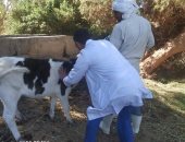 صور .. تحصين 7824 رأس ماشية ضد الأمراض فى الوادى الجديد