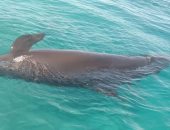 تعرف على "الحوت الكاذب" فى 10 معلومات بعد العثور عليه نافقا بشواطئ الغردقة
