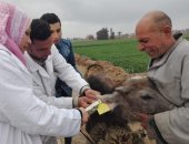 الزراعة تحصن 586 ألف رأس ماشية ضد الجلد العقدى وجدرى الأغنام