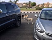 الشارع مأوى للكلاب الضالة.. شكوى سكان شارع المسلمى في التجمع الخامس