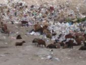 شكوى من انتشار القمامة بشارع الإمام محمد بمنطقة جديلة فى الدقهلية  