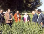 "الزراعة" تتابع القمح بالغربية.. وتؤكد: المحصول مبشر بالخير