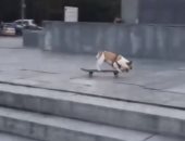 "مولود فى سيرك".. كلب يلعب على لوح التزلج بمهارة وسط شوارع روسيا..فيديو