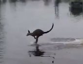 "خايف من الميه" كنغر يقفز للهروب من الفيضانات بحثا عن يابسة بأستراليا.. فيديو