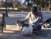شاب فلسطينى يُطعم القطط فى ساحة المسجد الأقصى.. فيديو