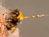 مهارات النحل تساهم فى تطوير  وبرمجة "طائرات بدون طيار" .. كيف استعانوا بها؟