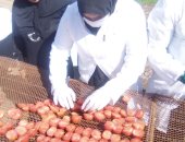 الزراعة: مشروع تجفيف الطماطم يحقق قيمة مضافة ويعظم العائد الاقتصادى