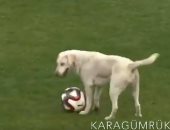 كلب يقتحم ملعب مباراة ويخطف الكرة من اللاعبين بالدورى التركي.. فيديو