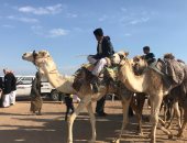 تسجيل بيانات 600 متسابق فى منافسات مهرجان الهجن بشرم الشيخ ..صور