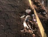 قارئ يناشد بإزالة كلب نافق على رصيف حديقة الطفل بمدينة نصر