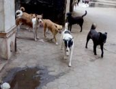"الكلاب الضالة" شكوى سكان شارع سليم بحى الزيتون فى القاهرة