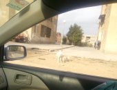 "الكلاب الضالة" تصيب الأهالى بالذعر فى المنطقة الأولى بحدائق أكتوبر