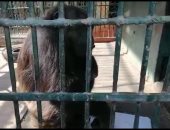 "الزراعة": مراجيح وأدوات رسم للقرود والشمبانزى للترفيه عن حيوانات الجيزة