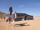 انطلاق أكبر تنافس في تاريخ سباقات الهجن على أرض مصر بمشاركة 1030 مطية غدا