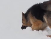 كلاب إنقاذ تخرج ضحايا دفنوا في انهيار جليدي بجال الألب في فرنسا.. فيديو