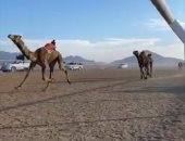 انطلاق فعاليات مهرجان سباق الهجن بشرم الشيخ 