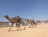 ننشر أسماء الفائزين في أول 10 أشواط لسباق الهجن في شرم الشيخ (صور)