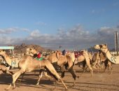 صور .. انطلاق فعاليات ثانى أيام مهرجان سباق الهجن بشرم الشيخ 