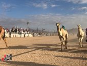انطلاق فعاليات ثانى أيام مهرجان سباق الهجن بشرم الشيخ
