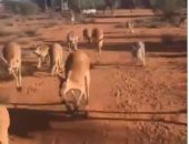 عامل ينظم رحلة لحيوانات الكنغر باستراليا لإعادة دمجهم فى حياة الغابة..فيديو