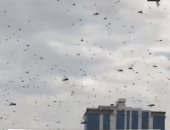 فيديو.. طوارئ فى دول عربية بسبب حشرة.. اعرف التفاصيل