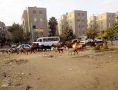 صور ..انتشار الخرفان حول القمامة بالشارع الجديد بشبرا يهدد عملية التطوير