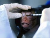 نقص القرود يهدد تجارب لقاح كورونا فى الولايات المتحدة