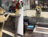 "شيكو" كلب يلجأ للشرطة بحثا عن منزله.. اعرف التفاصيل