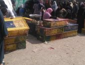  صور .. انتشار ظاهرة ذبح الطيور الحية بسوق الخميس ببلبيس.. ورئيس المدينة يشن حملة
